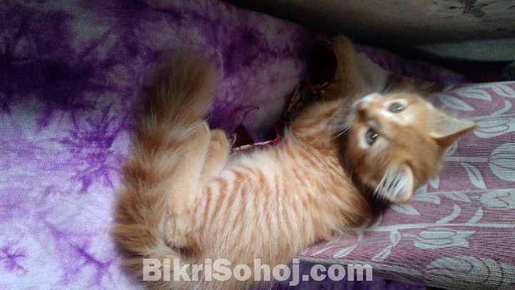 High quality mix breed parsian female kitten